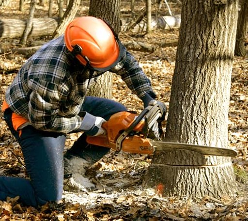 Tree Removal in Cambridge, IL